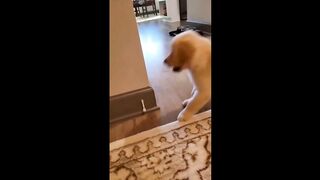 Cute Dog (TikTok)