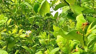 Calming | 4K Nature |Meditation Video | Shortsvideo | Febspot
