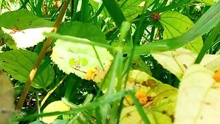 Deep Focus Nature | Deep Sleep Nature |Study | Calm | Amazing 4k