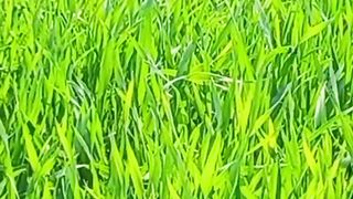 Green Nature | Relaxation | Calm View | shortsvideo