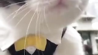 Funny animale cats????????????