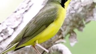 Beautiful Bird Adorable 4K HD Photography By Nature. 2
