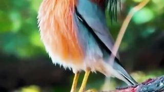 Beautiful Bird Adorable 4K HD Photography By Nature. 3