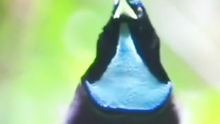 Beautiful Bird Adorable 4K HD Photography By Nature. 4