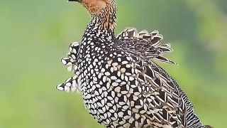 Beautiful Bird Adorable 4K HD Photography By Nature. 5