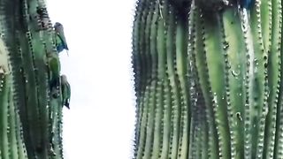 Beautiful Bird Adorable 4K HD Photography By Nature. 6