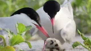 Beautiful Bird Adorable 4K HD Photography By Nature. 7