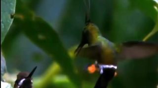 Beautiful Bird Adorable 4K HD Photography By Nature. 8