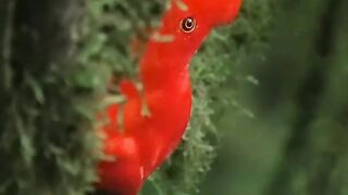 Beautiful Bird Adorable 4K HD Photography By Nature. 9