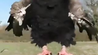 Beautiful Bird Adorable 4K HD Photography By Nature. 10