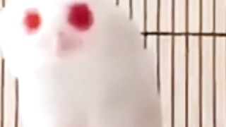 Beautiful Bird Adorable 4K HD Photography By Nature. 11
