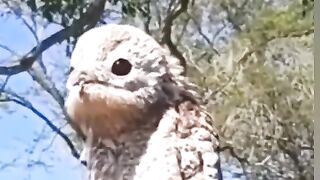 Beautiful Bird Adorable 4K HD Photography By Nature. 12