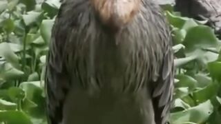 Beautiful Bird Adorable 4K HD Photography By Nature. 13