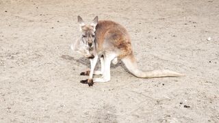 "À la découverte des kangourous australiens"