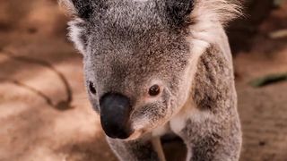 "Les Koalas d'Australie : Trésors de la Faune Australienne"