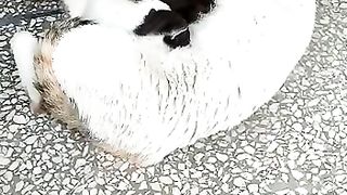 New litter of Kittens
