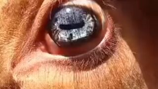 une image de la Quaba dans les yeux d'une vache