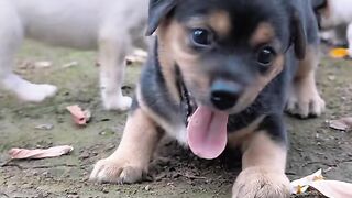 Be a happy dog, so happy that others will feel happy to see you
