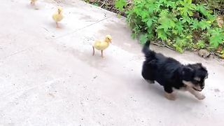 A group of ducklings followed a dog to play