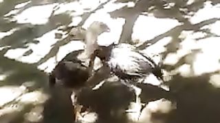 Roosters and hens