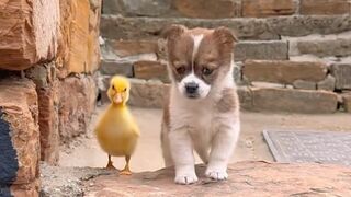 A group of small animals living in harmony, it looks very warm