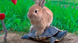The turtle carries the rabbit to eat strawberries