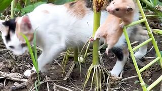 The little mouse was caught by the cat when he was stealing corn