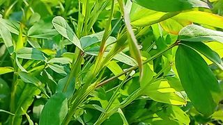 Most Relaxing NATURE Video |4K Ultra Hd Video | Amazing Green Scenery | Febspot