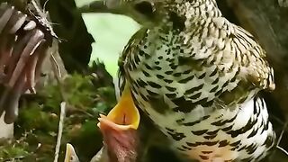 Thrush Parents Devotedly Feeding Their Little Chicks
