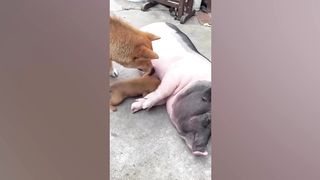 When your dog brings home a new friend ????????Funny Animal 2023