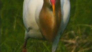 Most Beautiful Birds 39 | Natural Beauty | #birds #shorts