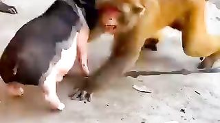 Monkey dog fight