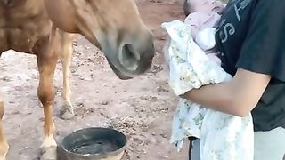 Gentle horse
