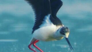 Most Beautiful Birds 41 | #birds #short #viral#febspot