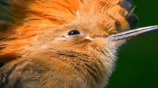 Most Beautiful Birds 40 | Relaxation | Beautiful Nature |