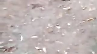 Roosters and hens 2
