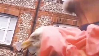 World Most Funny Videos #funny #memes