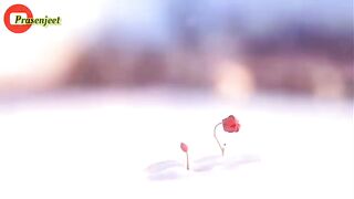 So Cute -- 3D Rabbit and Flowers WhatsApp Status Video By Prasenjeet Meshram(480P).