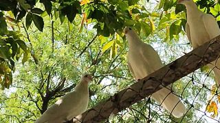 Lovely birds 2