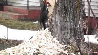 A woodpecker that dug too deep