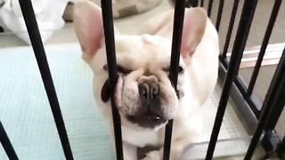 dog that can't wait for food