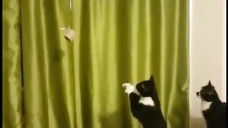 That's the cat I want to take