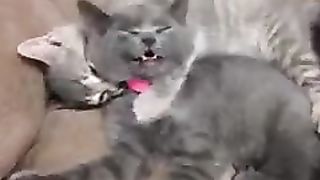 Cats with passionate friendship