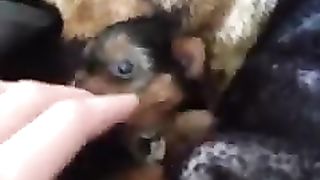 too small dog