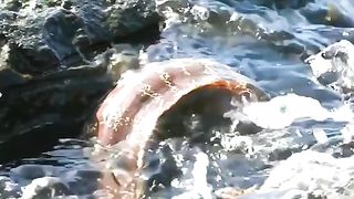 Muren fish is hunting lobster????