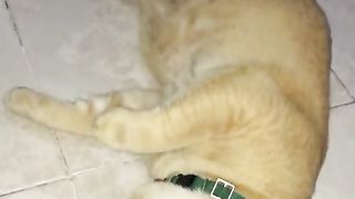 Not my cat