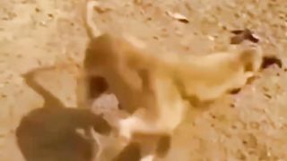 funny dog video ????????❗️check pin comment ❗️ #shorts #funnycats #cat #cuteanimals
