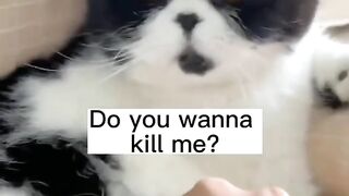 funny animals video 5