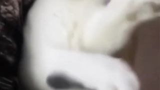 Compilation of funny cats that will make you laugh