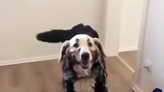 Compilation of funny dogs that will make you laugh